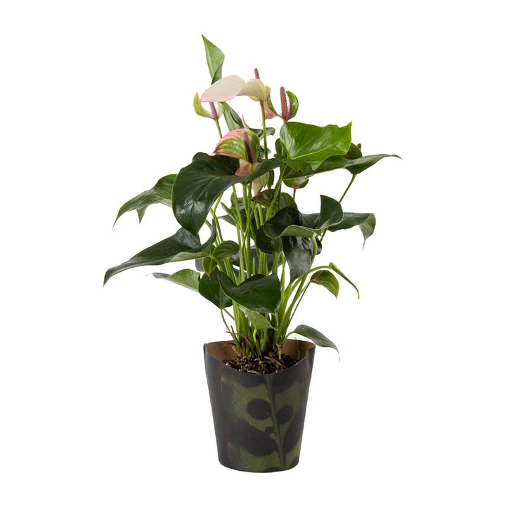 Anthurium Wrapped 14cm