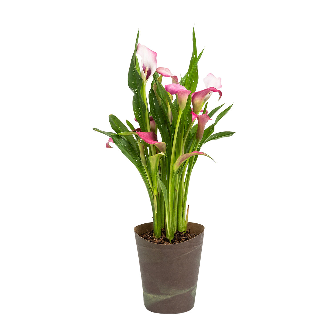 Arum Lily in 14 cm Pot with Cover