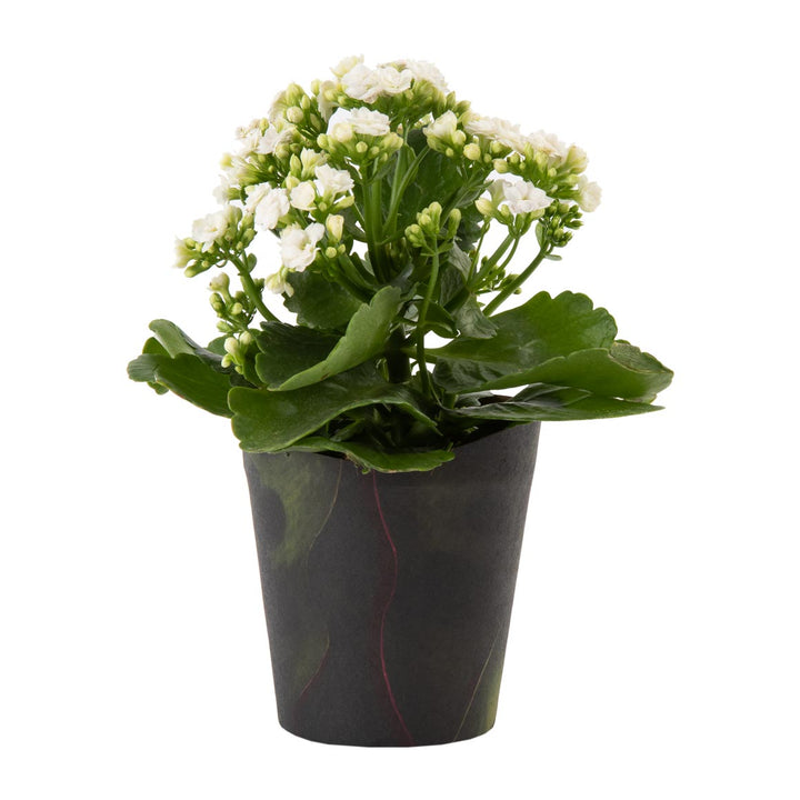 Calandiva in 12 cm Potcover