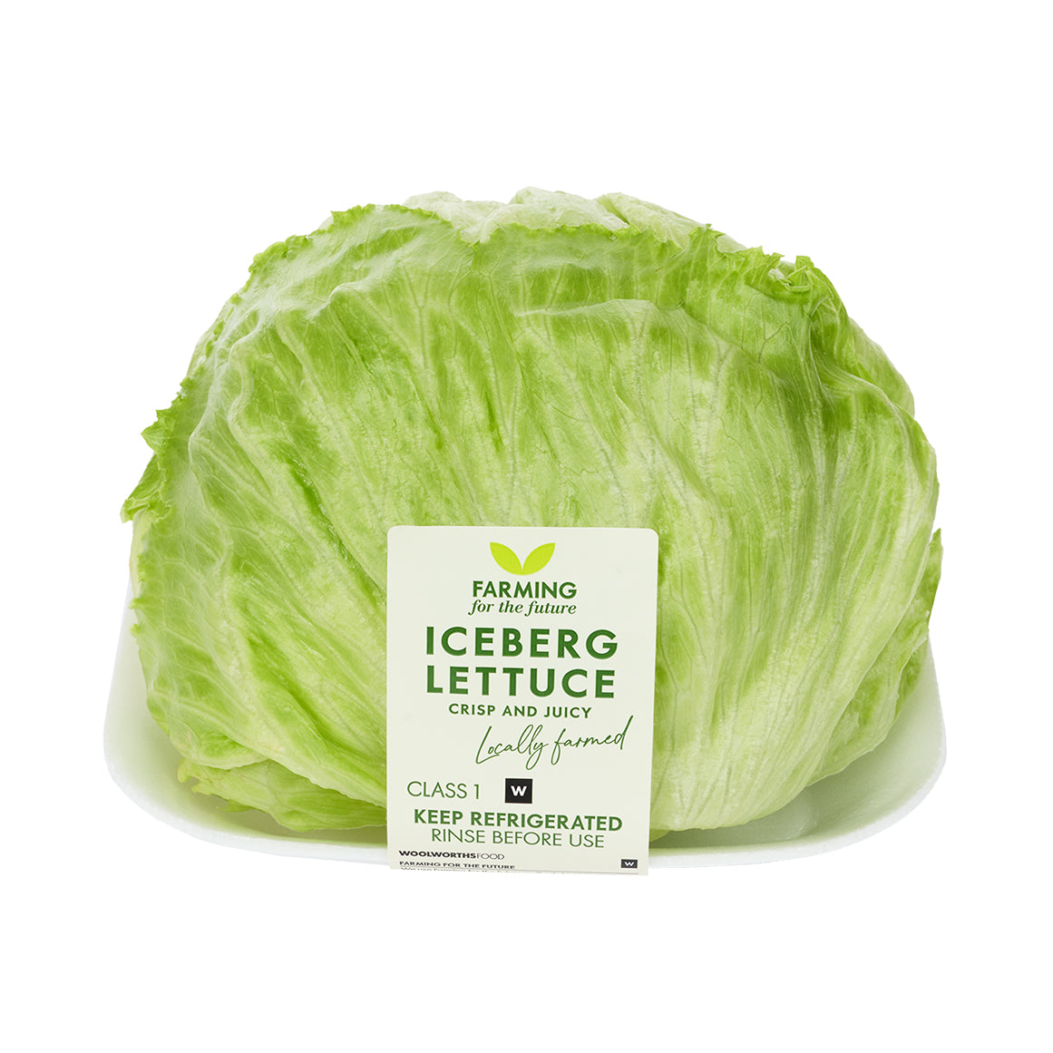 Iceberg Lettuce Head